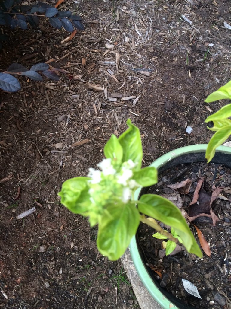 timmcq0's tweet photo. My basil is flowering in December. My basil is strong! Are you #basilstrong!? #wtf https://t.co/GphPTooCgG