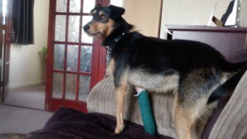 #Lost Black &amp; Tan Cross Breed  Female  PLEASE SHARE
In #Stapleford #Nottingham #NG9 doglost.co.uk/dog-blog.php?d…