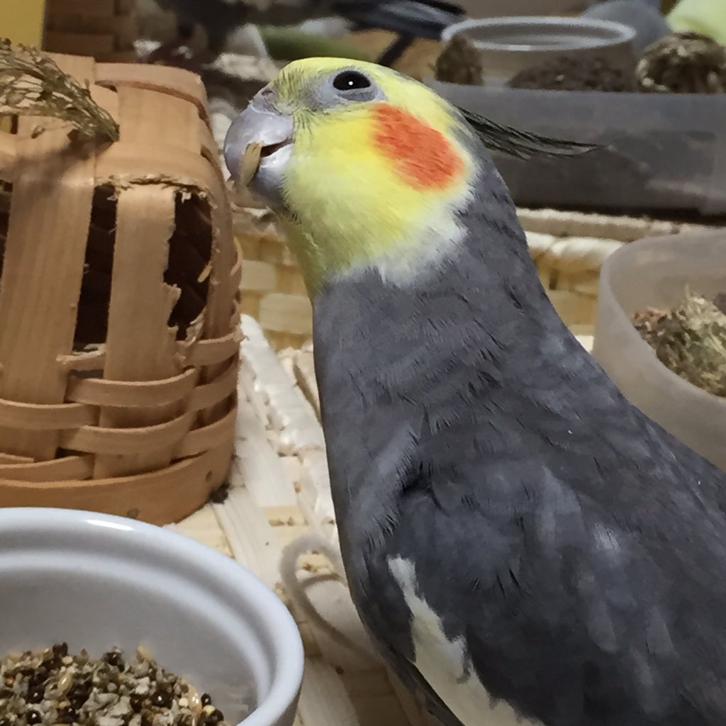 gonzouokan's tweet photo. おはようございますぴょ〜🐦 月曜日ぴょですね🐦 朝ごはんいっぱい食べて頑張りましょうぴょ🐦 https://t.co/7ftkTkubju