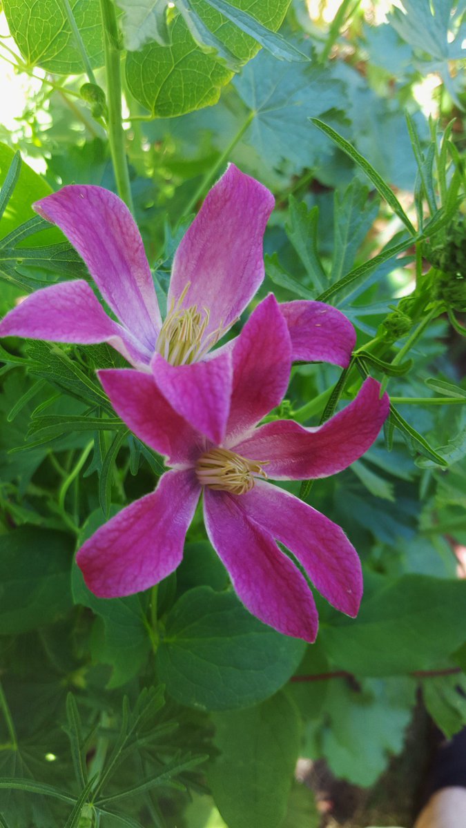 Clematis of the Month, July 2015 – The Fabulous Texensis Clan clematisinseattle.com/2015/12/13/cle…
