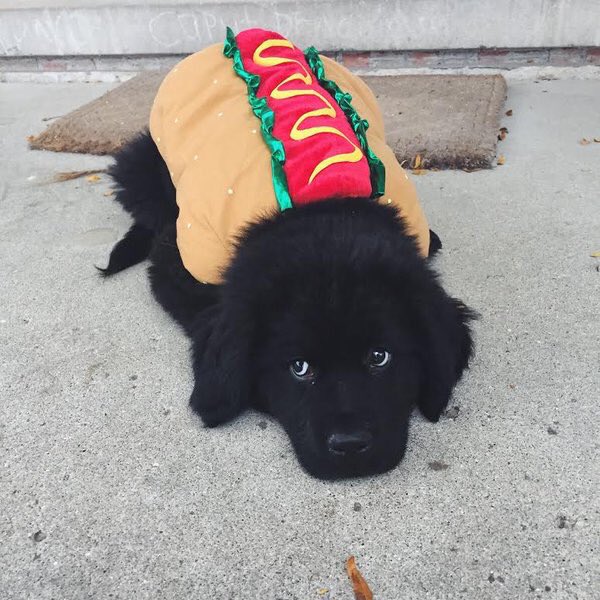 KaylaHandler's tweet photo. this is my type of doggy https://t.co/iooewwESLK