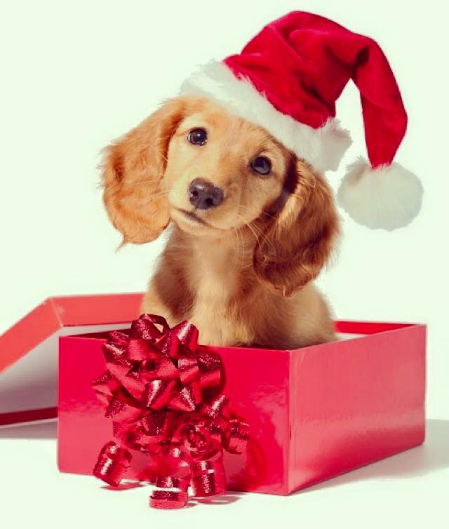 DogsofWisco's tweet photo. Treat your dogs right this holiday season! Surprise them with a basket of goodies!! https://t.co/EiMVXEiwpu
