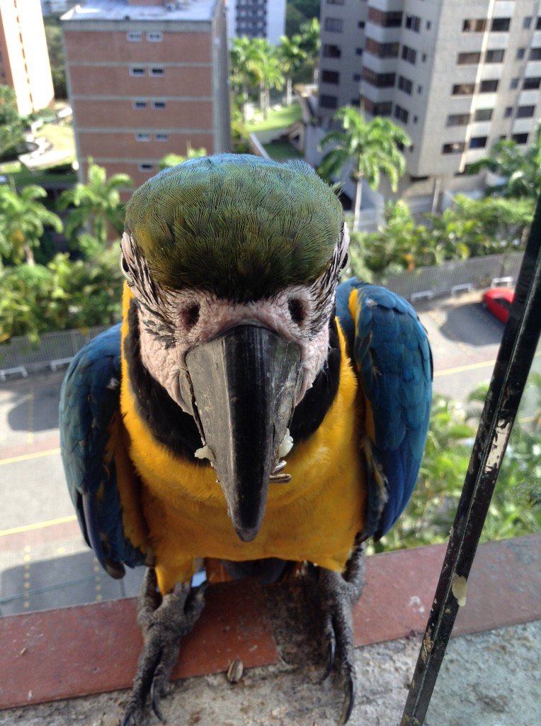 silviofratini's tweet photo. NO TIENE PRECIO "@JuanGaranton: Llegan a todas las ventanas en plena libertad @AuraRosaJ https://t.co/h1sSvu9NTh"