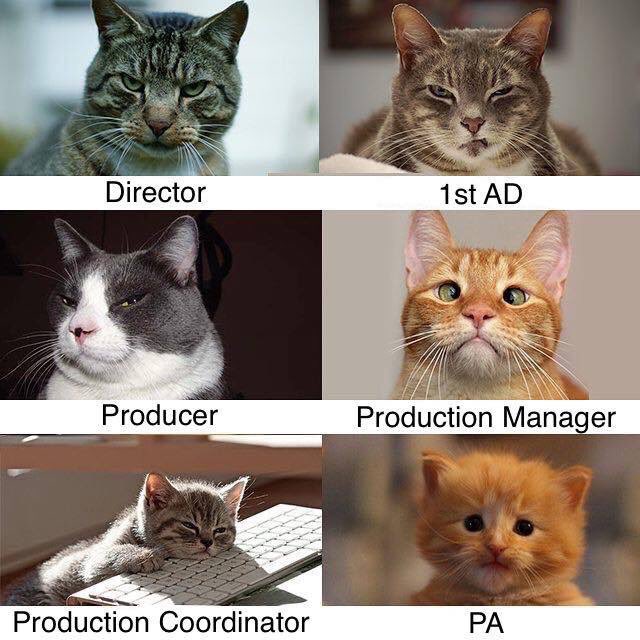 I can't even handle this right meow. 😹😹😹😹 https://t.co/61d53mSeKE<a href="/tag/editorial"class="tags"><span>#editorial</span></a><a href="/tag/vogue"class="tags"><span>#vogue</span></a><a href="/tag/modelmonday"class="tags"><span>#modelmonday</span></a>