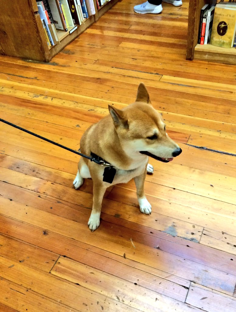 ElliottBayBooks's tweet photo. Torro "purposefully looks away from cameras," but I "purposefully gave him a belly rub" anyway. #dogsofebbco https://t.co/UUDnHaV49w