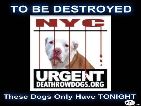 Tonight's list is posted. There are 9 dogs in danger! - Please start sharing now!

nycdogs.urgentpodr.org/to-be-destroye…