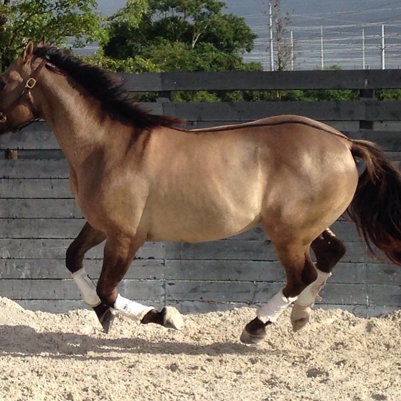 EQPpics's tweet photo. Post by cryptoaero: #cryptoaero #equinenutrition #nongmo #grulla #dressage #wholefoodforhorses https://t.co/xKArD2CZ6n