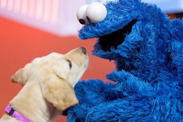 dog_rates's tweet image. These two pups just met and have instantly bonded. Spectacular scene. Mesmerizing af. 10/10 and 7/10 for blue dog