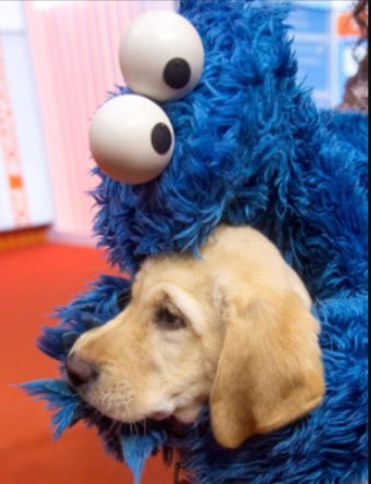 dog_rates's tweet image. These two pups just met and have instantly bonded. Spectacular scene. Mesmerizing af. 10/10 and 7/10 for blue dog