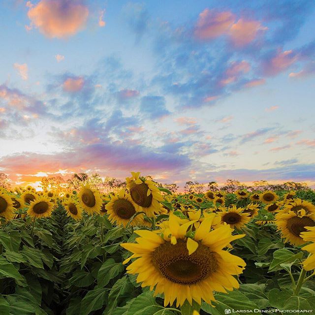 Queensland's tweet photo. FAN PHOTOS: Here are our fave #thisisqueensland shots! Which do you <3 the most? https://t.co/KDE6KgVni5 https://t.co/L0mdPnsb94