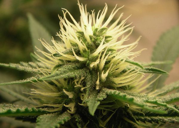 Despite Looser Marijuana Laws, No Spike in Teen Use 

dld.bz/ebqea …
#MME #cannabis #marijuana #cbd #thc