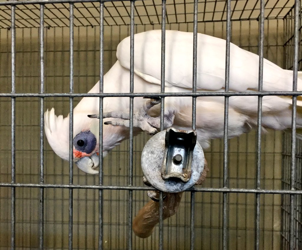 #cute #cockatoo #birdsplus