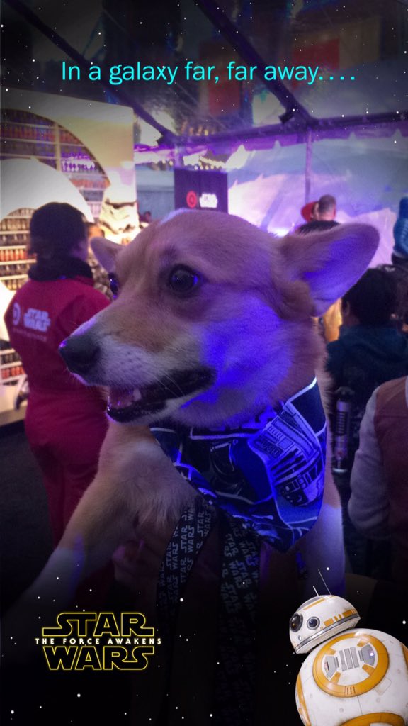 DaysietheCorgi's tweet photo. #ShareForce https://t.co/aiT8hiygQk