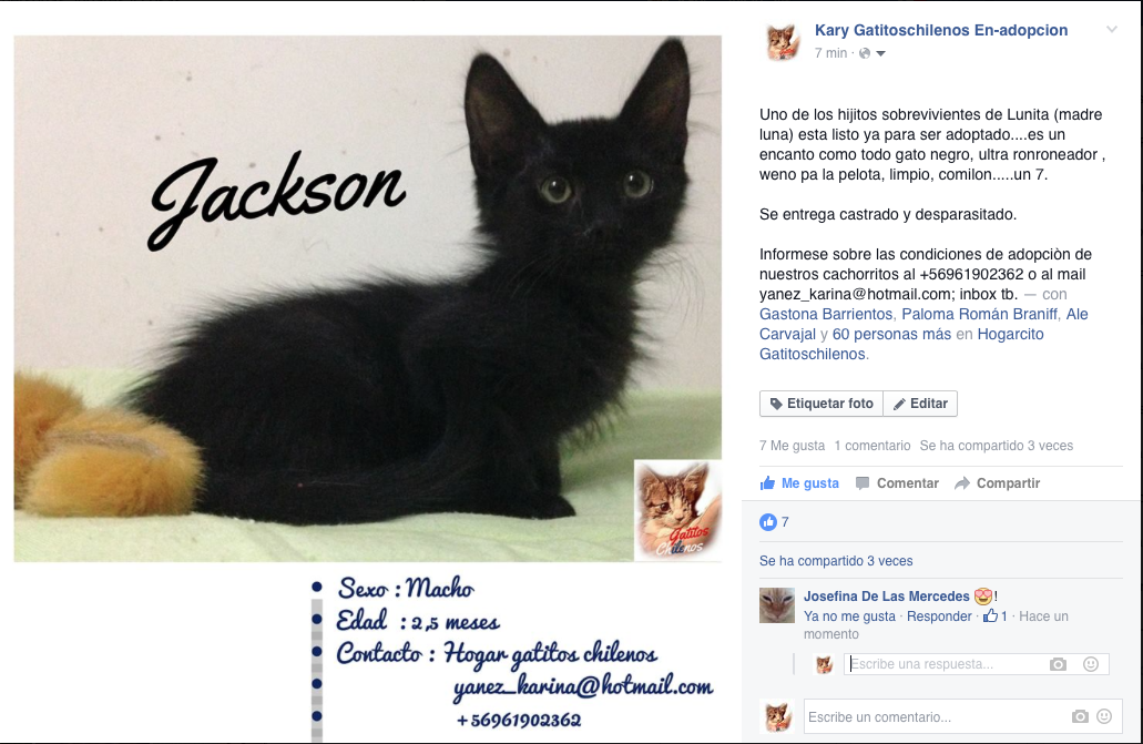EL MAS NEGRO DE LOS GATOS NEGROS #JACKSON ESTA EN ADOPCION, informate como adoptar +56961902362 #soycatlover RT
