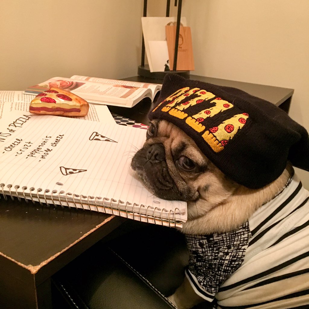 itsdougthepug's tweet photo. At the end of every final exam is a pizza https://t.co/j3rZeEv7P0