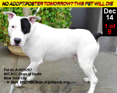 DEC 14 Alert!
1 of 9 #NewYorkCity #Dogs @ #NYCACC 2Face Death 2morro
#Adopt #Foster B4 Noon
►nycdogs.urgentpodr.org/category/tbd-d…