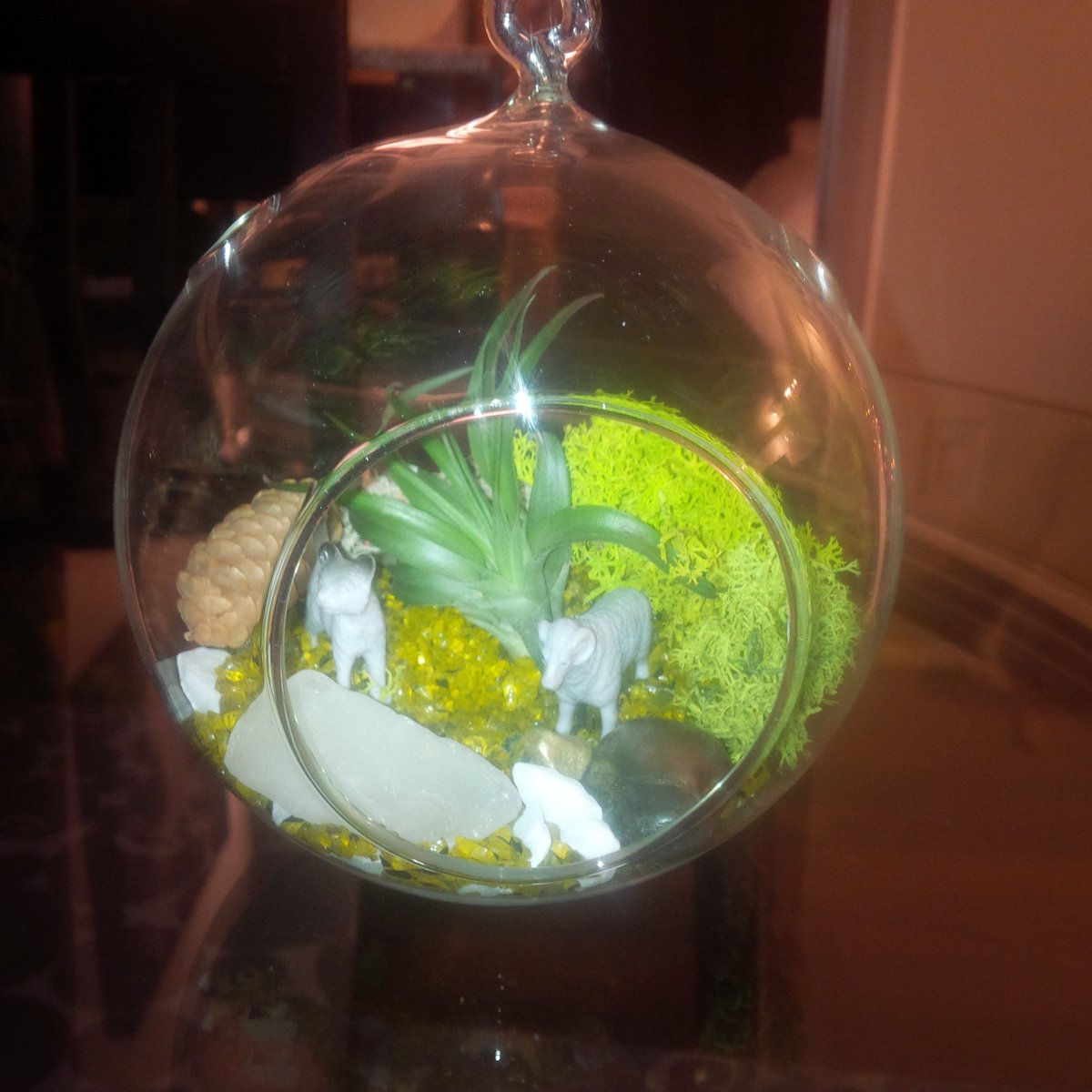 SchoDish's tweet photo. Amazing new terrarium @LauraSchober @ColinStandish @crownflora https://t.co/JLsvrmHTR9