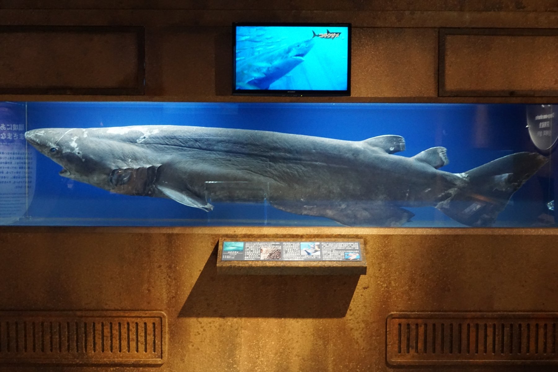 【超希少・深海標本】 世界最小の深海サメ　ツラナガコビトザメ液浸標本(2個体') 超希少・深海標本】 世界最小のサメ ツラナガコビトザメ液浸標本