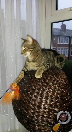 PetsLocated's tweet photo. Male tabby short-haired bengal cat lost in Layton Blackpool (FY3) 9 December 2015 https://t.co/t6A80BVyyr #cats https://t.co/FBqFWIUY2Z