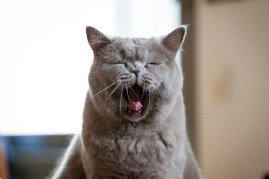 Primpogoda's tweet photo. Ранние подъёмы вредны для здоровья https://t.co/CTsljznnFI #здоровье #погода #настроение #спать #владивосток #vl https://t.co/F4PFwDOTXA
