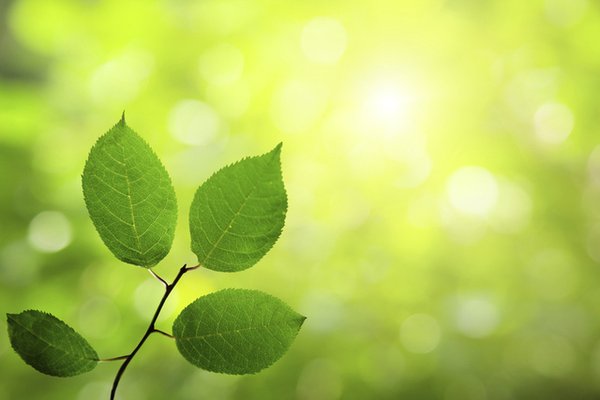 BIOTECH_SI's tweet photo. Descubren cómo las plantas defienden su territorio emitiendo sustancias tóxicas https://t.co/wMQuMNIzbD https://t.co/HYdpzOHb48