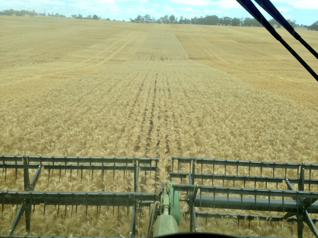 JamesHeggaton's tweet photo. That's a wrap for #wheat15 https://t.co/0bSAndsFSf