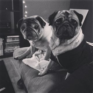 Joy_PhotoCam's tweet photo. Pug date watching #WWETLC #pug #pugmagic #bestpug #theymightbeinlove #pugsnug #pugpals https://t.co/5sGH4Z1d65 https://t.co/fpoTwchfXi