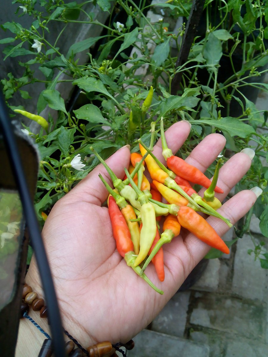 lahan kecil di rumah andapun bisa menghasilkan cabe organik