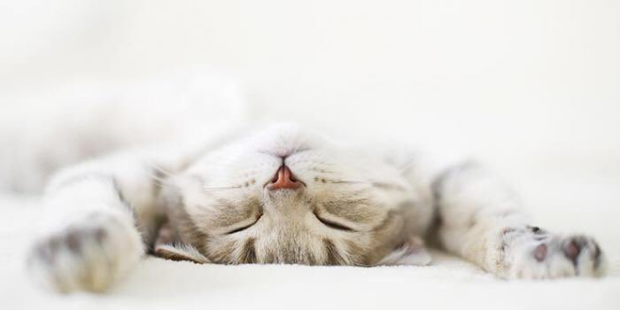 la_macchina_ch's tweet photo. Guten Morgen Muskelkater...
#krafttraining #gleichgewichtstraining https://t.co/GXB6OW39fE
