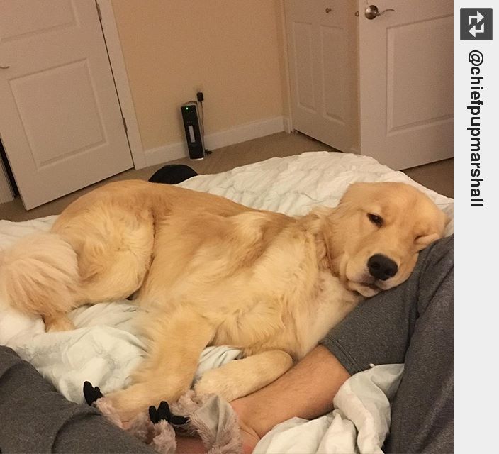 IngloriousDogs's tweet photo. Dad, I am sleeping on you so you are not allowed to move 🐶🐾💤😴☁️ #LazySunday #ExhaustingWeekend https://t.co/RkTeihGVcH