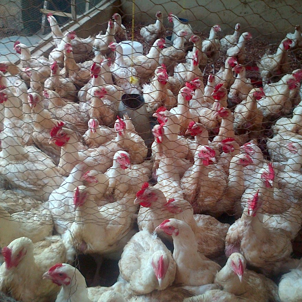 jaiboi3's tweet photo. Turkey n chicken 4 sale @ affordable prices...... we deliver within lagos..... https://t.co/xIfW0qQWJb