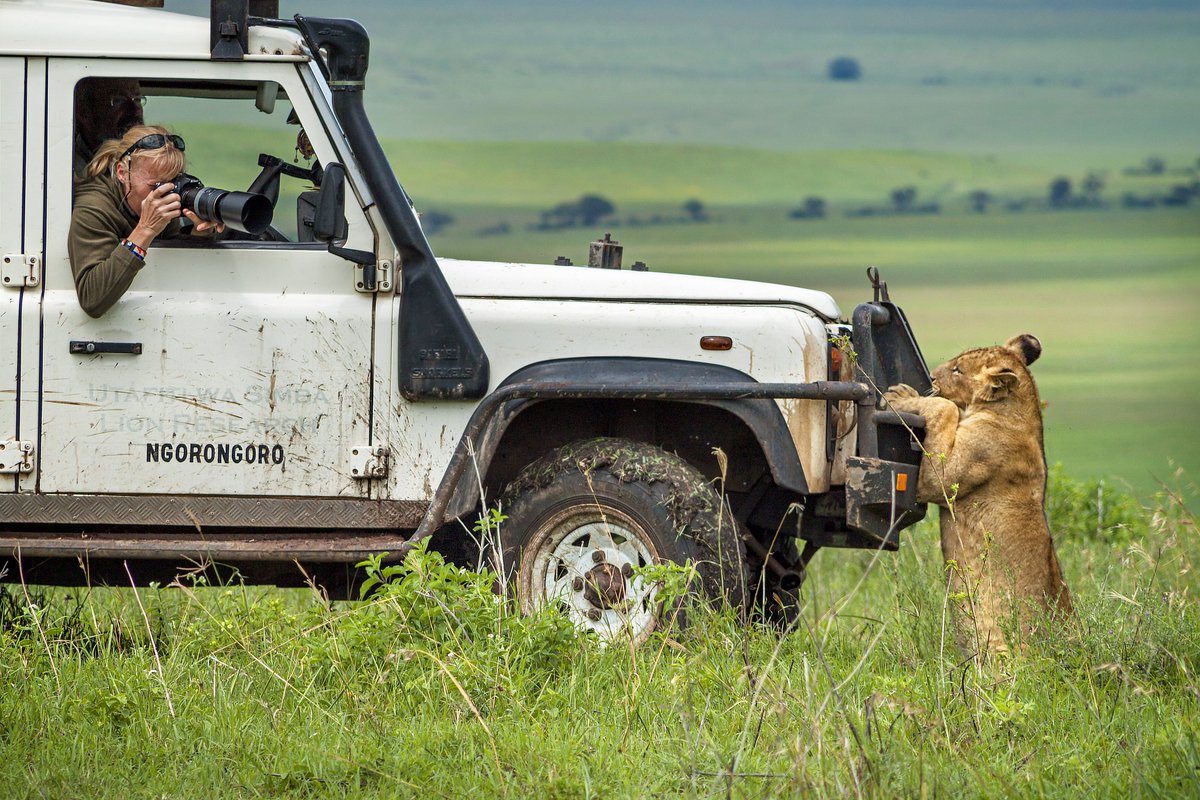 BBCEarthAsia's tweet photo. #BehindTheScenes of #TheHuntBBC: A lion cub makes scientist Ingela Jansson smile as she photographs the cub https://t.co/sVa3XWhkzB