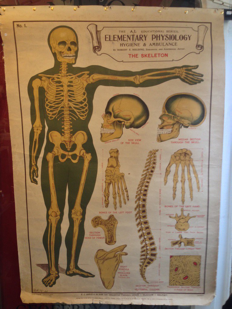BreezeGeoffrey's tweet photo. Dem bones, dem bones.....#freshskeleton https://t.co/2HSaAUavcE