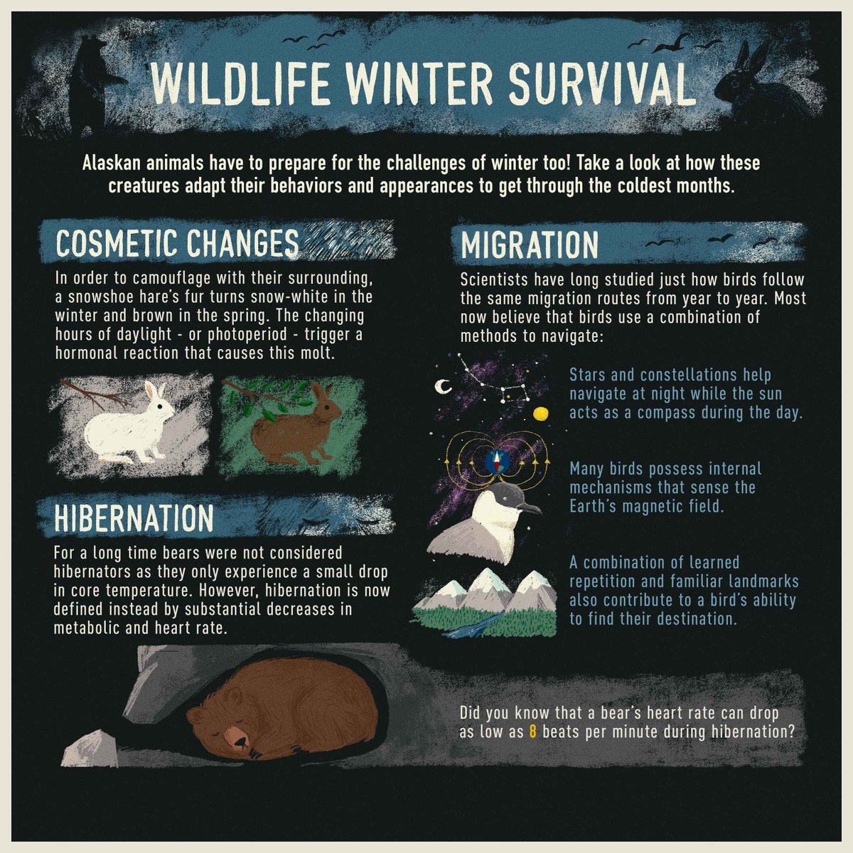BBCEarthAsia's tweet photo. Survival is about adapting. Learn how the animals of Alaksa do so. How would you #SurviveTheWild? #LifeBelowZeroBBC https://t.co/h1r9yGnIuK