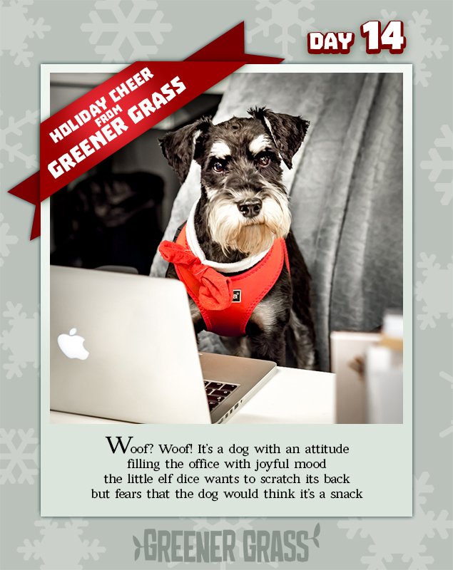 GrassContact's tweet photo. Our furry assistant keeps the office's spirit up by demanding countless belly rubs.   #GreenerChristmas #Day14 https://t.co/kFCJPu8TRv
