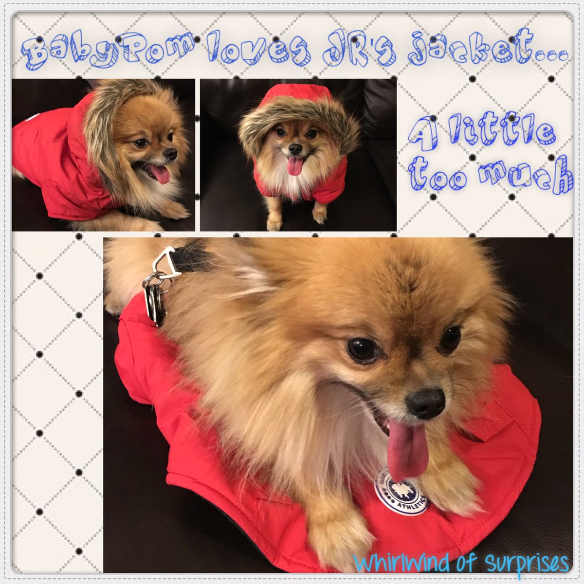 affordable quality dog jackets