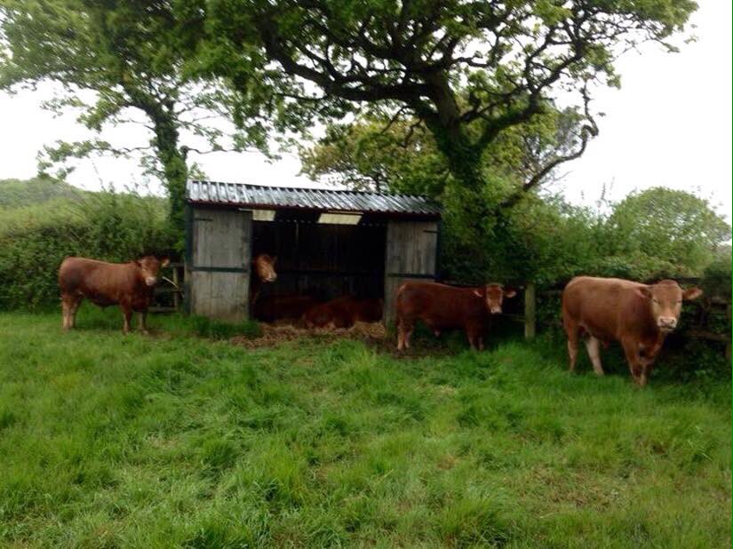 GPEngineeringUK's tweet photo. #GPEngineeringUk #mobilefieldshelters #usedbyCattle #lovingit #RT #farmershelpingfarmers #happyCattle https://t.co/SuVFRSpuCI