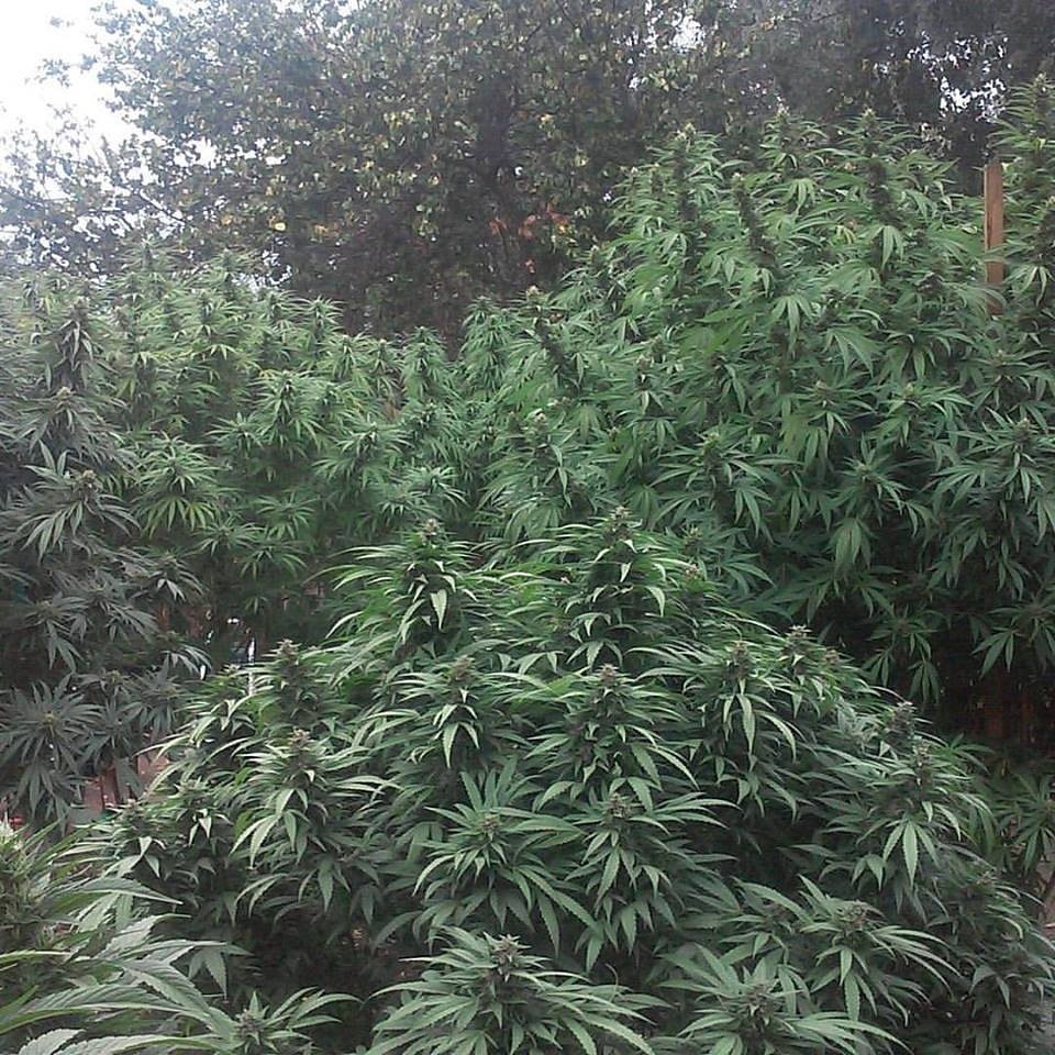themayor707's tweet photo. POT GARDEN VIDEO https://t.co/6zAptUPPhb #MTVStars #rap #retweet #CA #SLAPPIN #Video #pop #newstyle #potclubs #215 https://t.co/2D9uFNQdeU