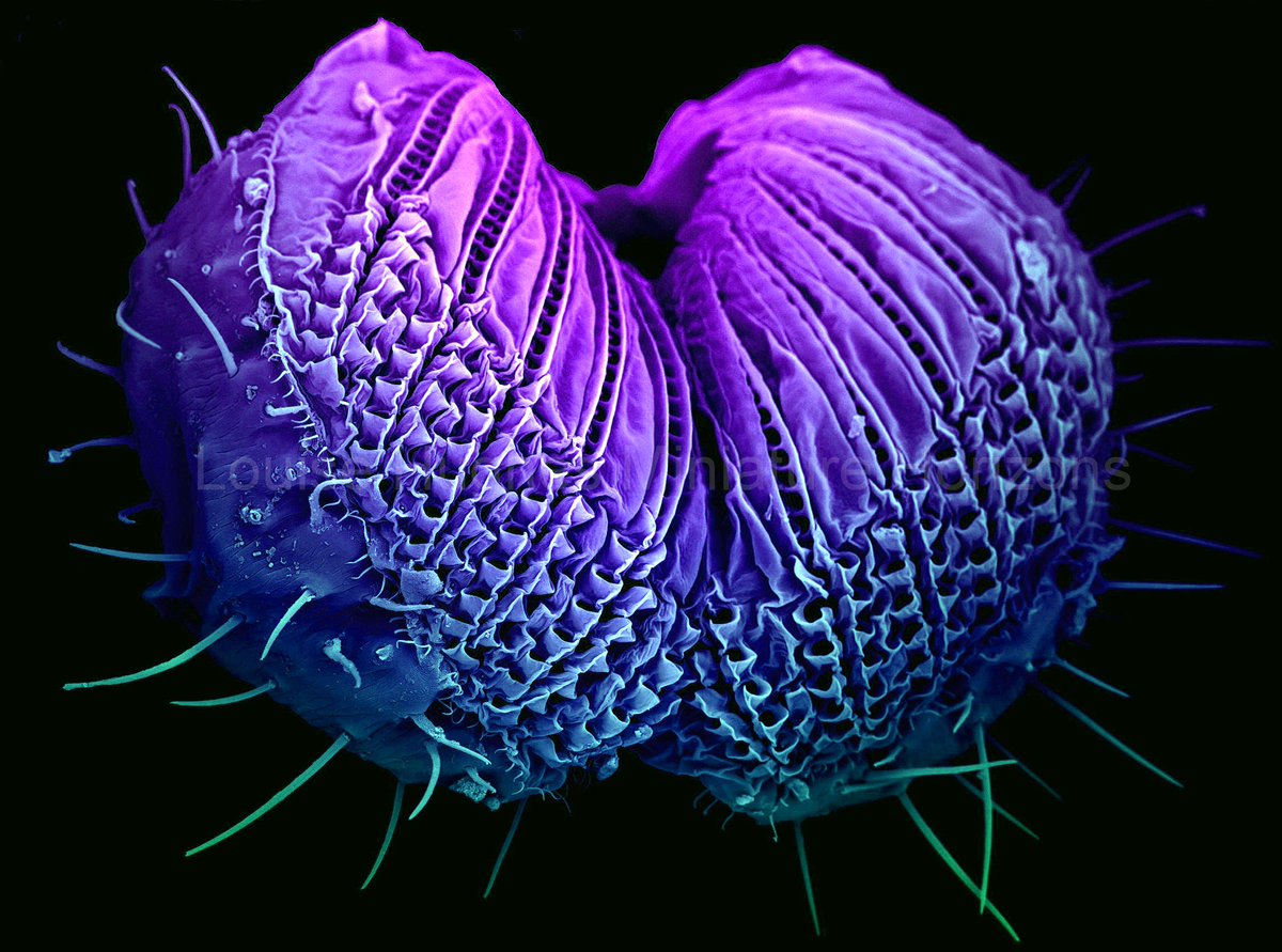 #microscopyadvent day 14. SEM image of the tip of a Drosophila proboscis, fruit fly mouthparts. #sciart #brookeshls
