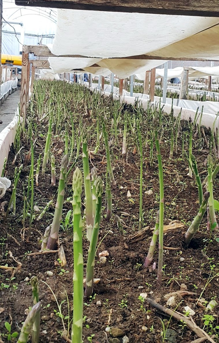 Asparagus Time!!! #spargel #asparagus #asperges #kuşkonmaz #アスパラガス