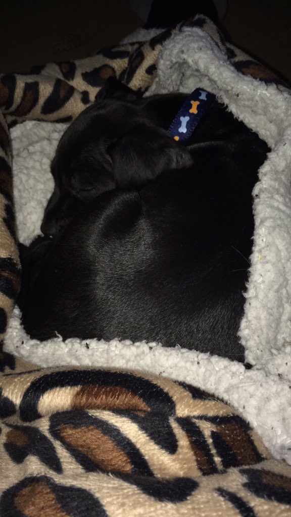 AJMapperley's tweet photo. Monday morning cuddles with my little Archie ๐โค๏ธ๐ #puppylove #jackspaniel #leopard https://t.co/HxCih9BrnR