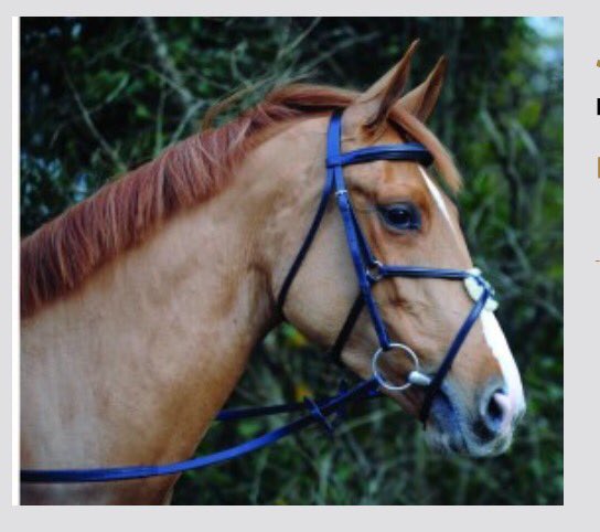 John Whitaker Mexican Bridle

premierequestrian.co.uk/product/bridle…