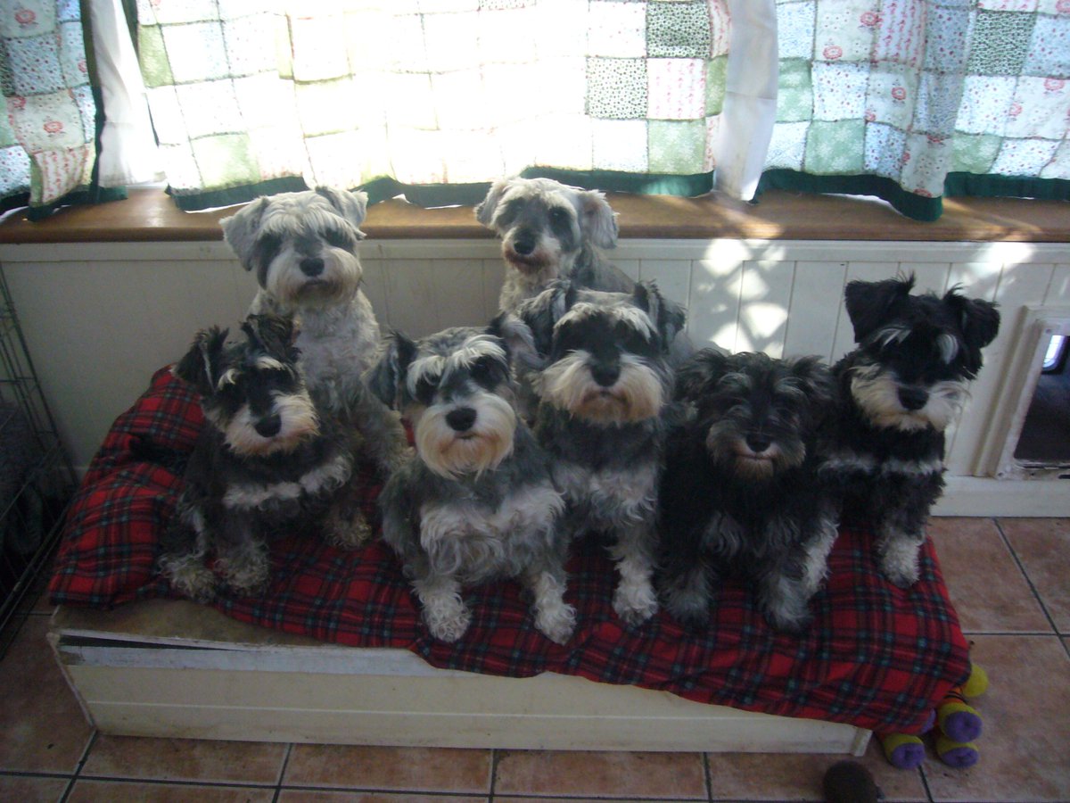 NotAPuppyFarm's tweet photo. Happy Christmas from me and my girls. https://t.co/LSyc4JN28L