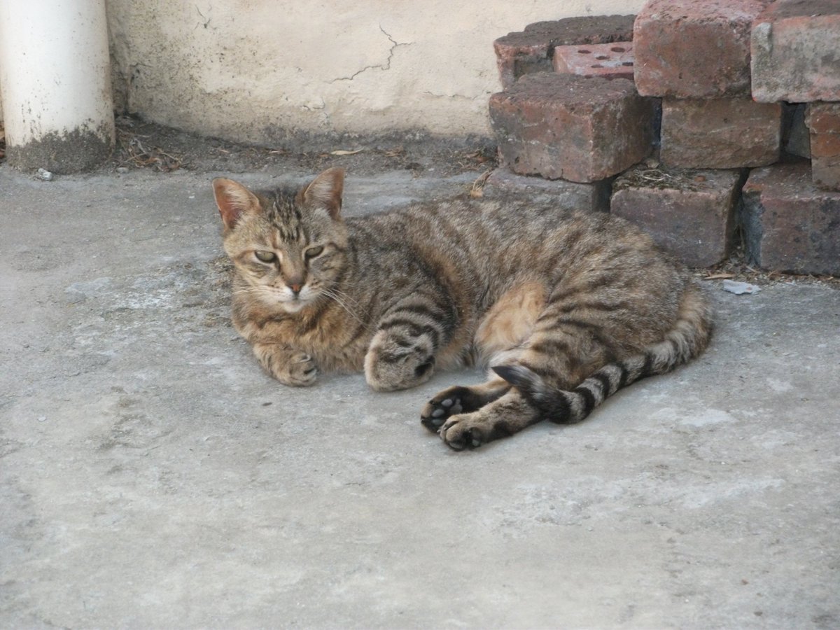 OurCofE's tweet image. As a newbie to twitter, this week will be a learning experience! I have a trustworthy adviser at the Rectory: