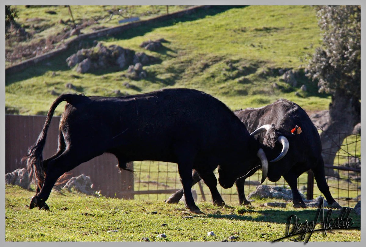 Pelea en Zamarril dos novillos de <a href="/CastillejodeH/">Castillejo de Huebra</a> luchando por su territorio.<a href="/Ehtoroeventos/">ehtoro.com</a>