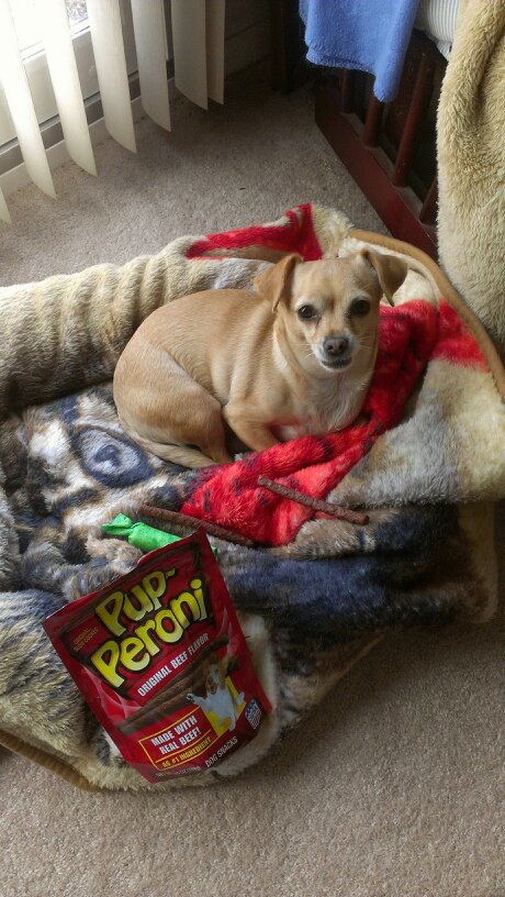 TAZZYdevil13's tweet photo. @PupPeroni Our rescue Bella loves her #PupPeronis so very much!! She spent entire life in shelter..loving home now! https://t.co/gKmKh5ZFEL