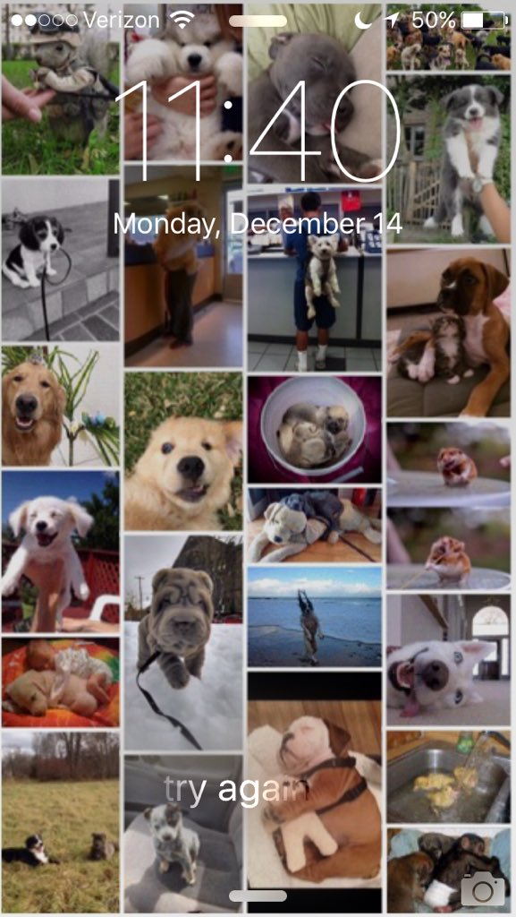 KaylaHandler's tweet photo. when you have to put your background as puppies cause your overwhelmed with work this week>>> thanks @hannah_rs24 https://t.co/ewH9ESVmA5