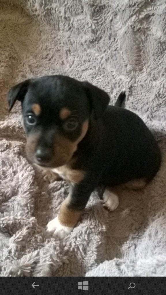Cinzia de Cristofaro (@cinziadec) on Twitter photo Buscamos familia para este cachorrito.Macho, mes y medio. Mattken_666@hotmail.com. #adoptanocompres Buscamos familia para este cachorrito.Macho, mes y medio. Mattken_666@hotmail.com. #adoptanocompres
