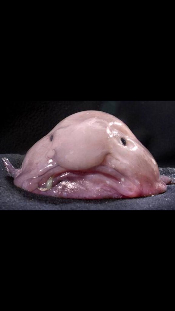 sad blob fish (@blob_fish_5) / X