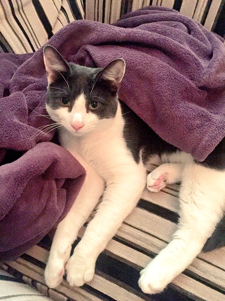 bethGmorris's tweet photo. @loosewomen This is my gorgeous 8 month kitten who just melts my heart everyday! #Earl #teamkitty https://t.co/Br177yhoPO